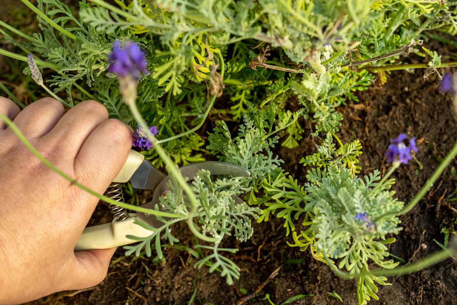 Planta velha de lavanda podada acima do nó na madeira