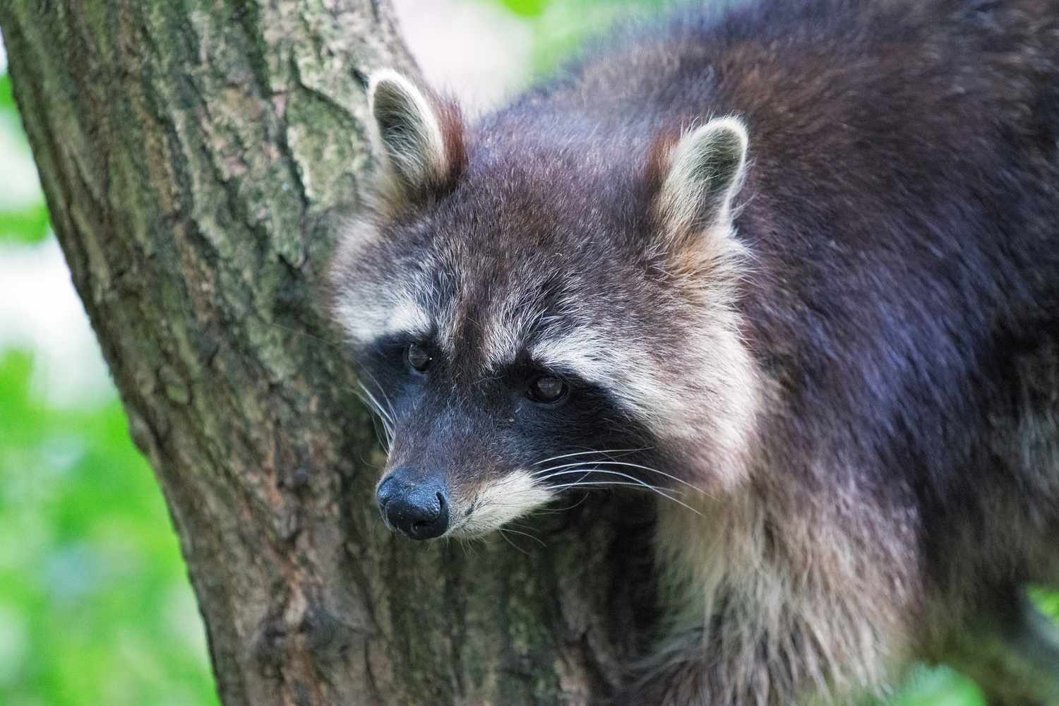 Un raton laveur avec des couleurs sombres sur le visage et un pelage brun-rouge assis dans un arbre.