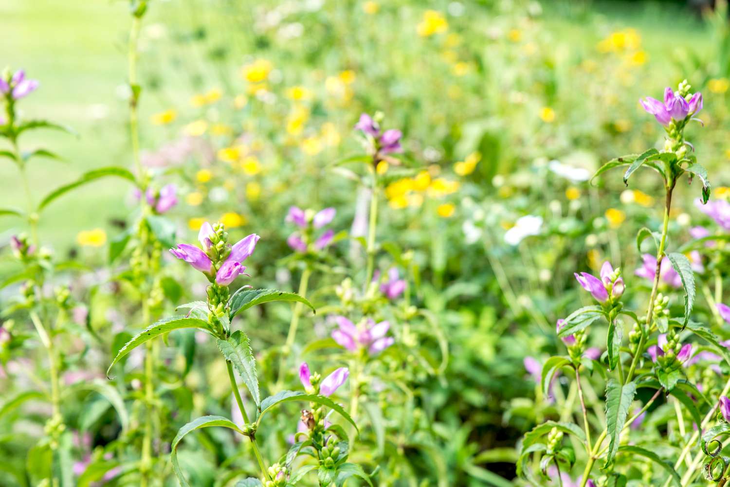 flores de quelón en un campo