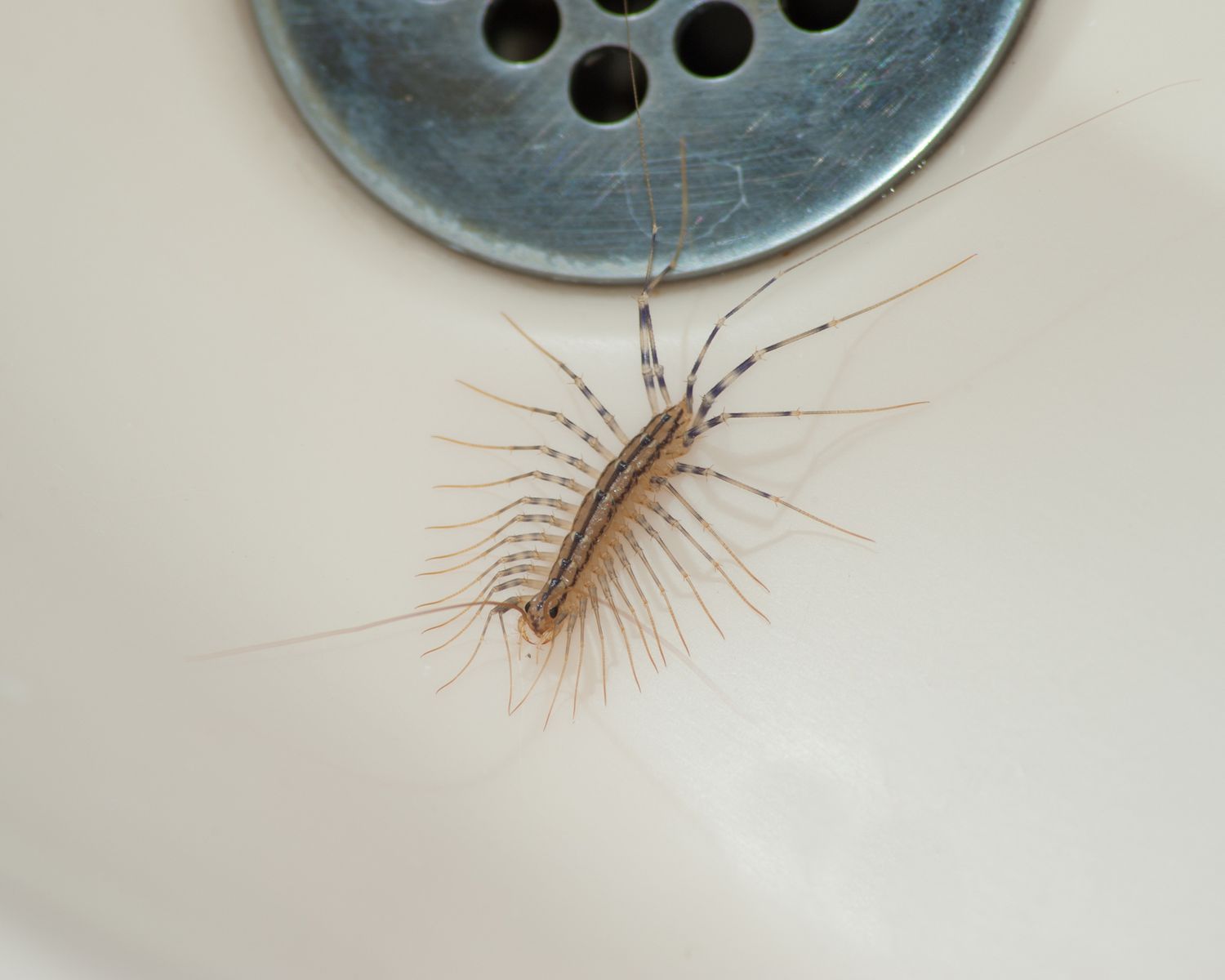 Huse centipede next to silver sink or tub drain on white porcelain
