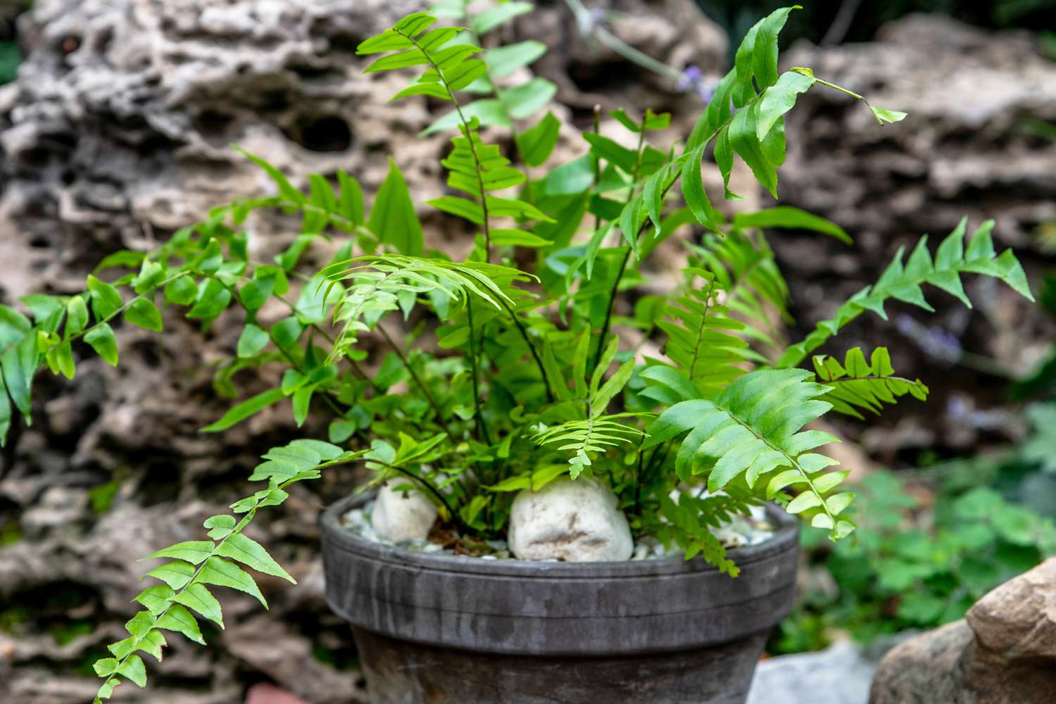 Macho fern plant with bright green fronds in gray pot with small rocks inside