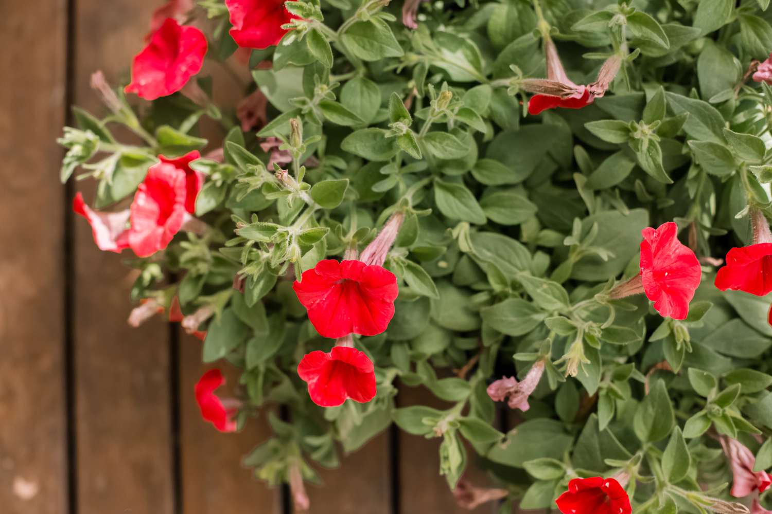 petunias growing in front of a fence