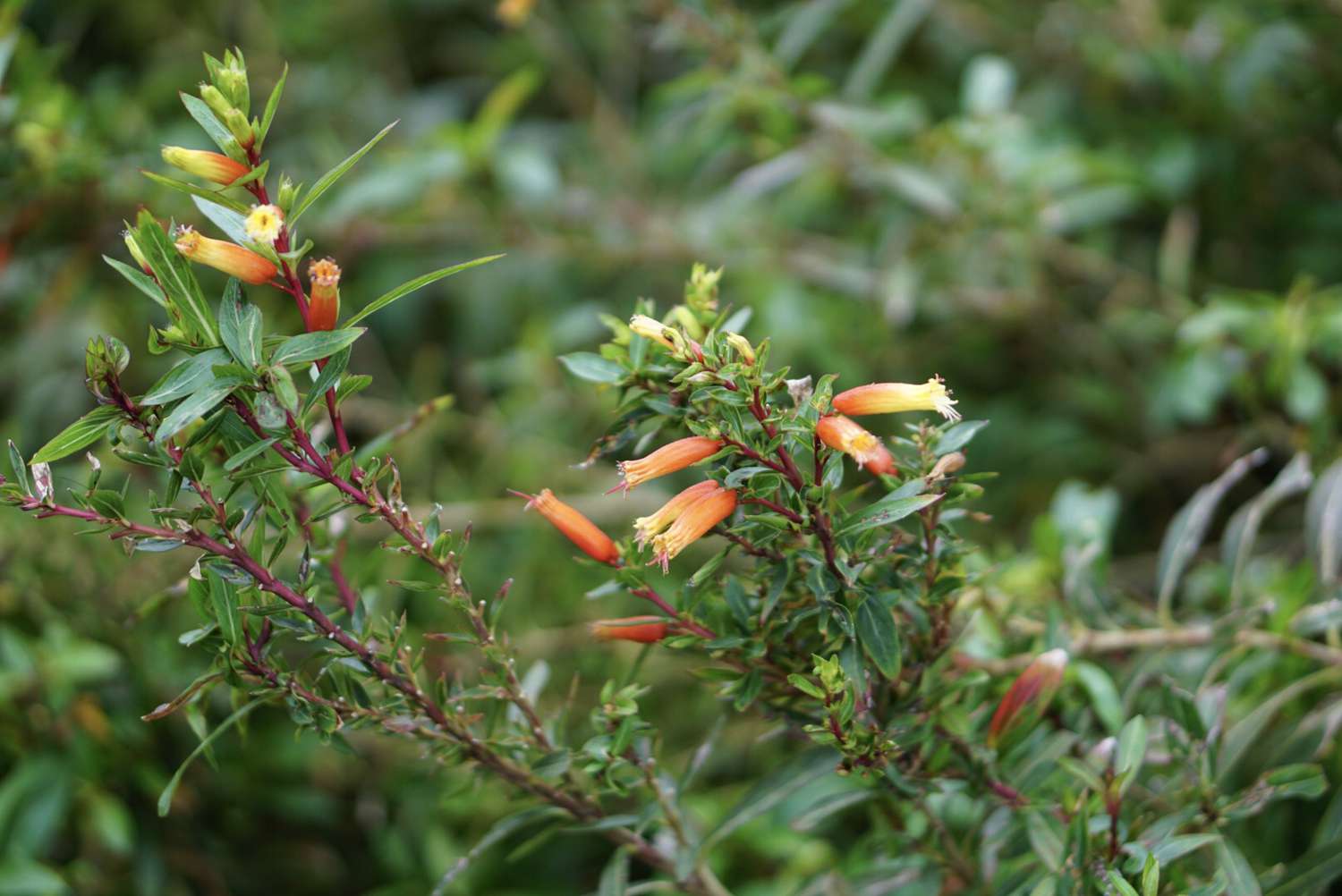 Comment cultiver et entretenir les plantes à cigares