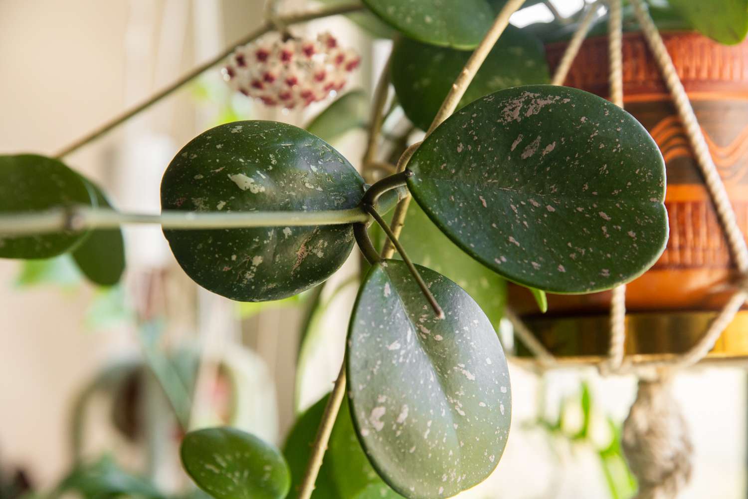 Hoya obovata halbsukkulent mit silbergemusterten ovalen Blättern und Blüten im Hintergrund in Nahaufnahme