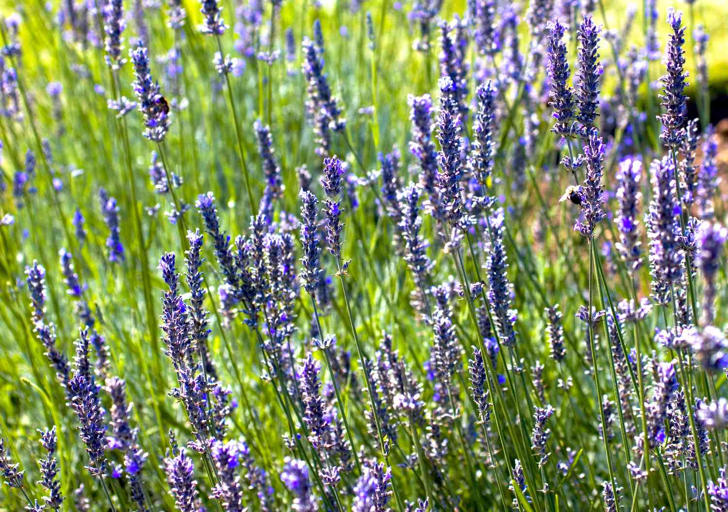 Lavanda inglesa (Lavandula angustifolia) en flor y en masa.