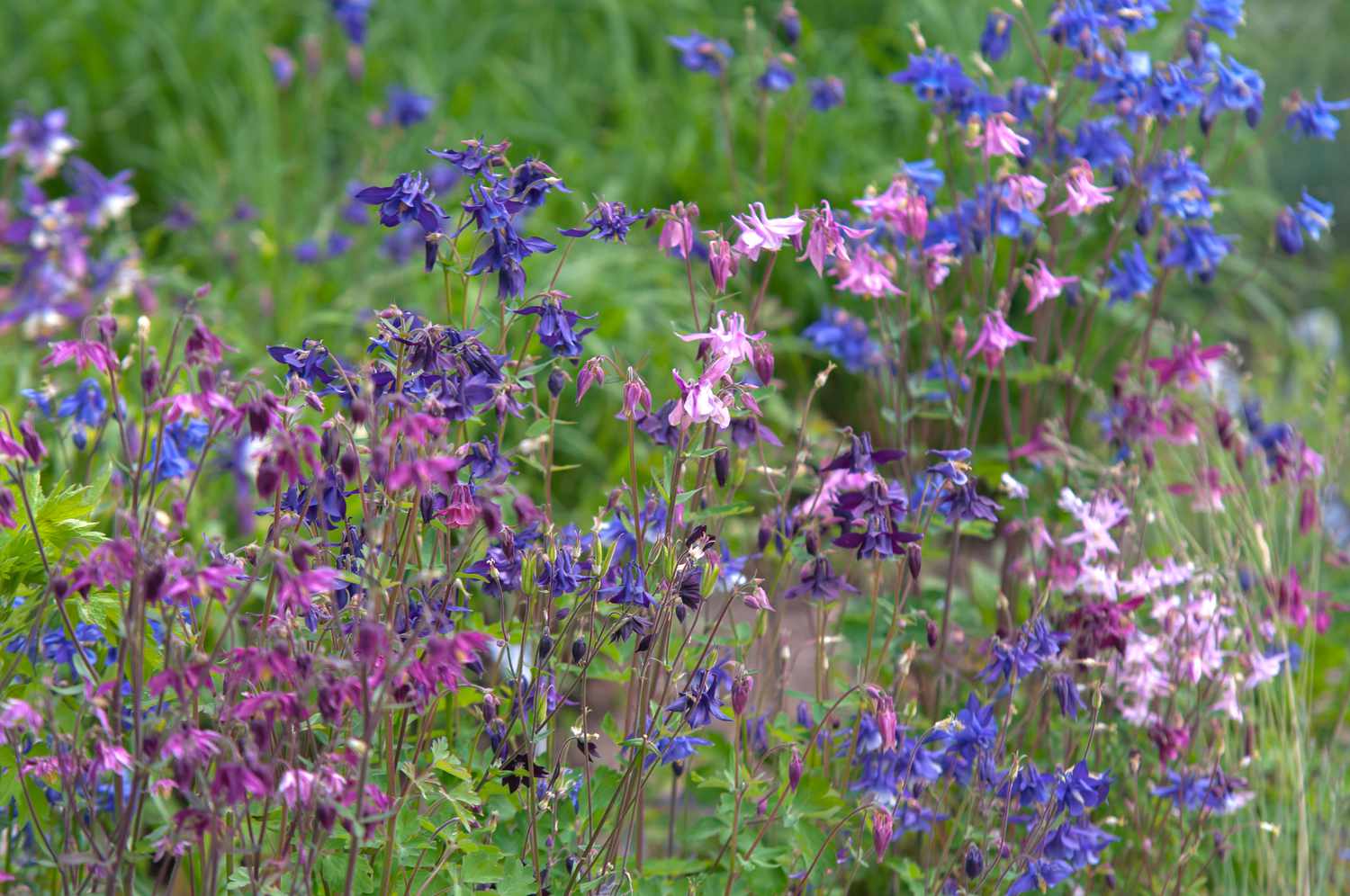 different colored columbine flowers