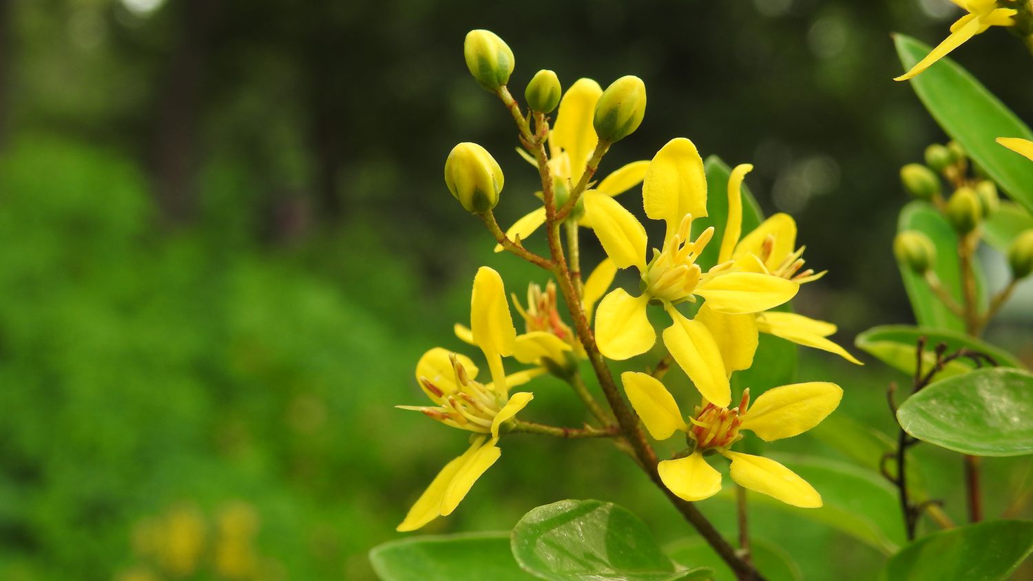 Flores de ruda de cerca