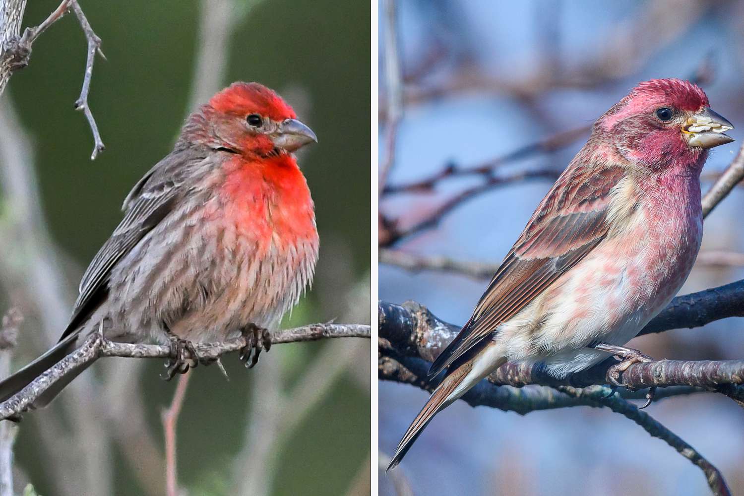 Red house finch and pink-colored purple finch sitting on branches