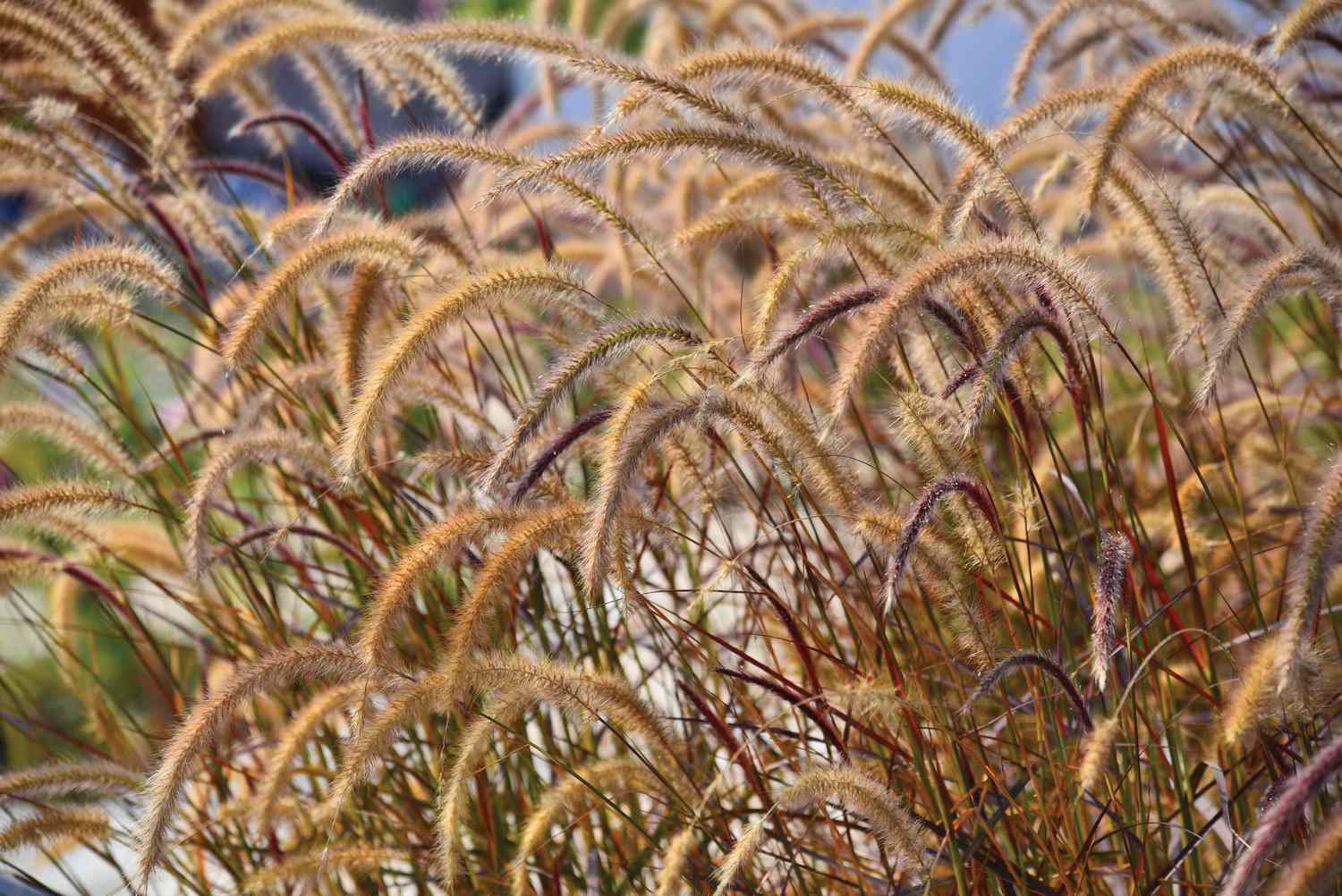 Purple Fountain Grass