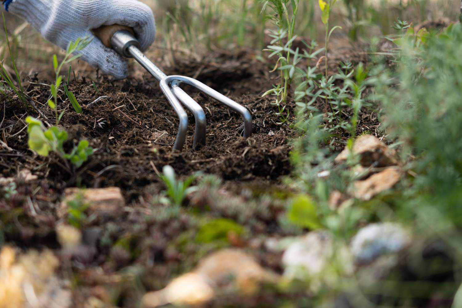 Horca de mano removiendo la tierra de la zona para plantar musgo