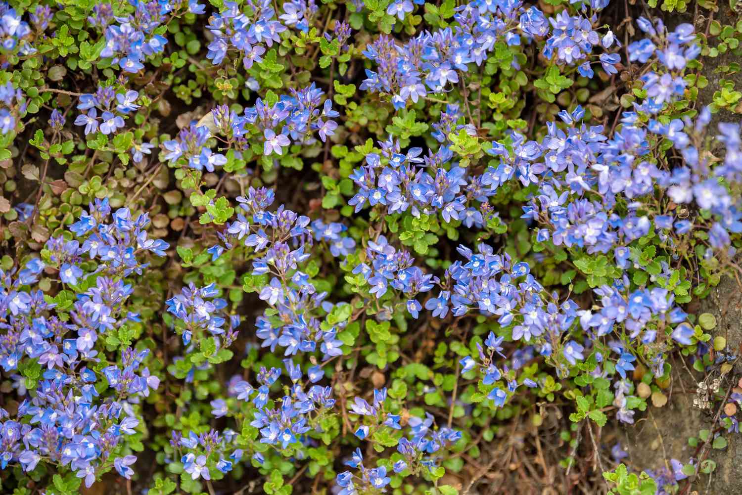 Veronica Bodendecker mit kleinen blauen Blüten und Blättern