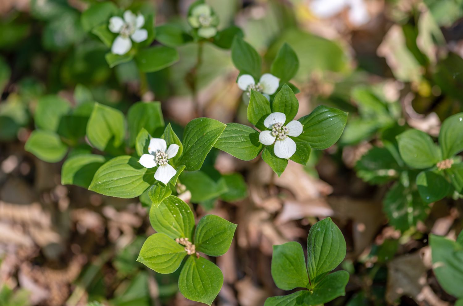 Bunchberry Bodendecker mit kleinen weißen Blüten, umgeben von vier Blättern