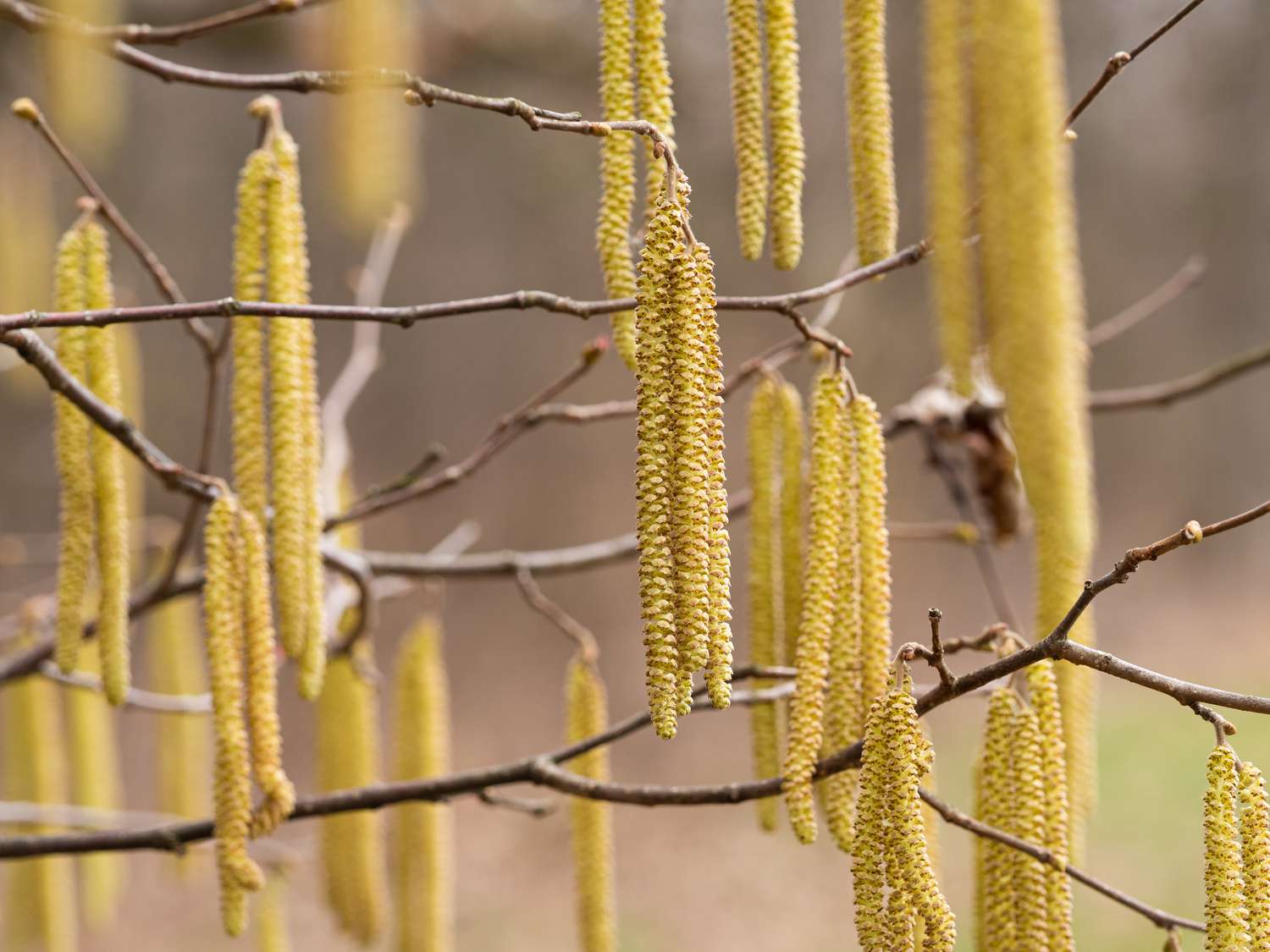 Alnus Serrulata, el aliso avellano o aliso liso en flor