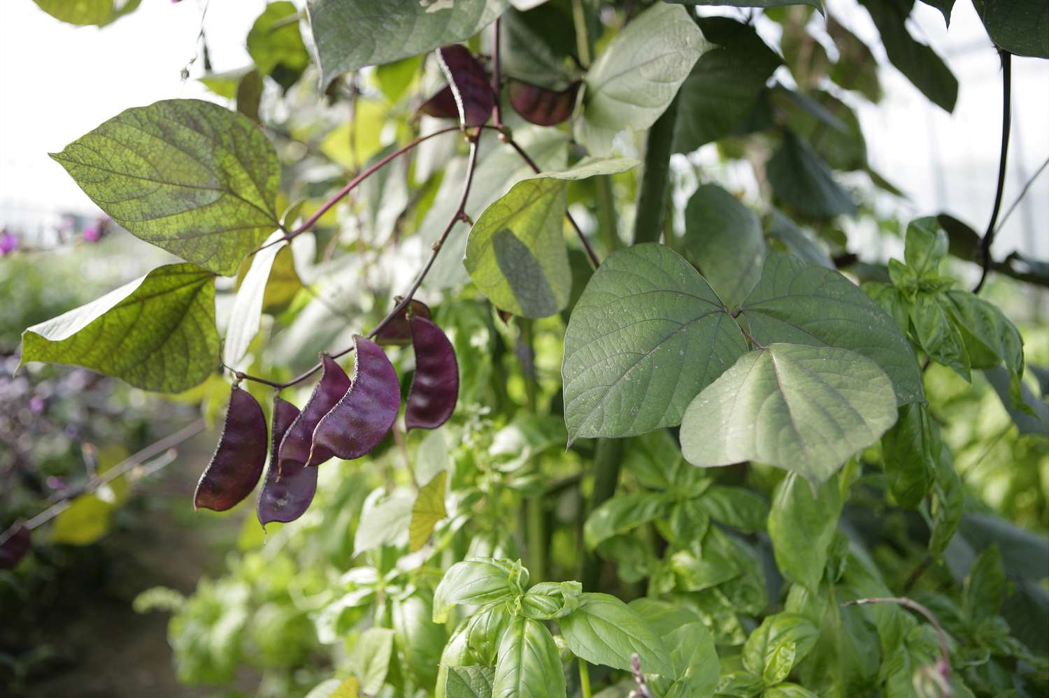 Feijão jacinto roxo em um jardim