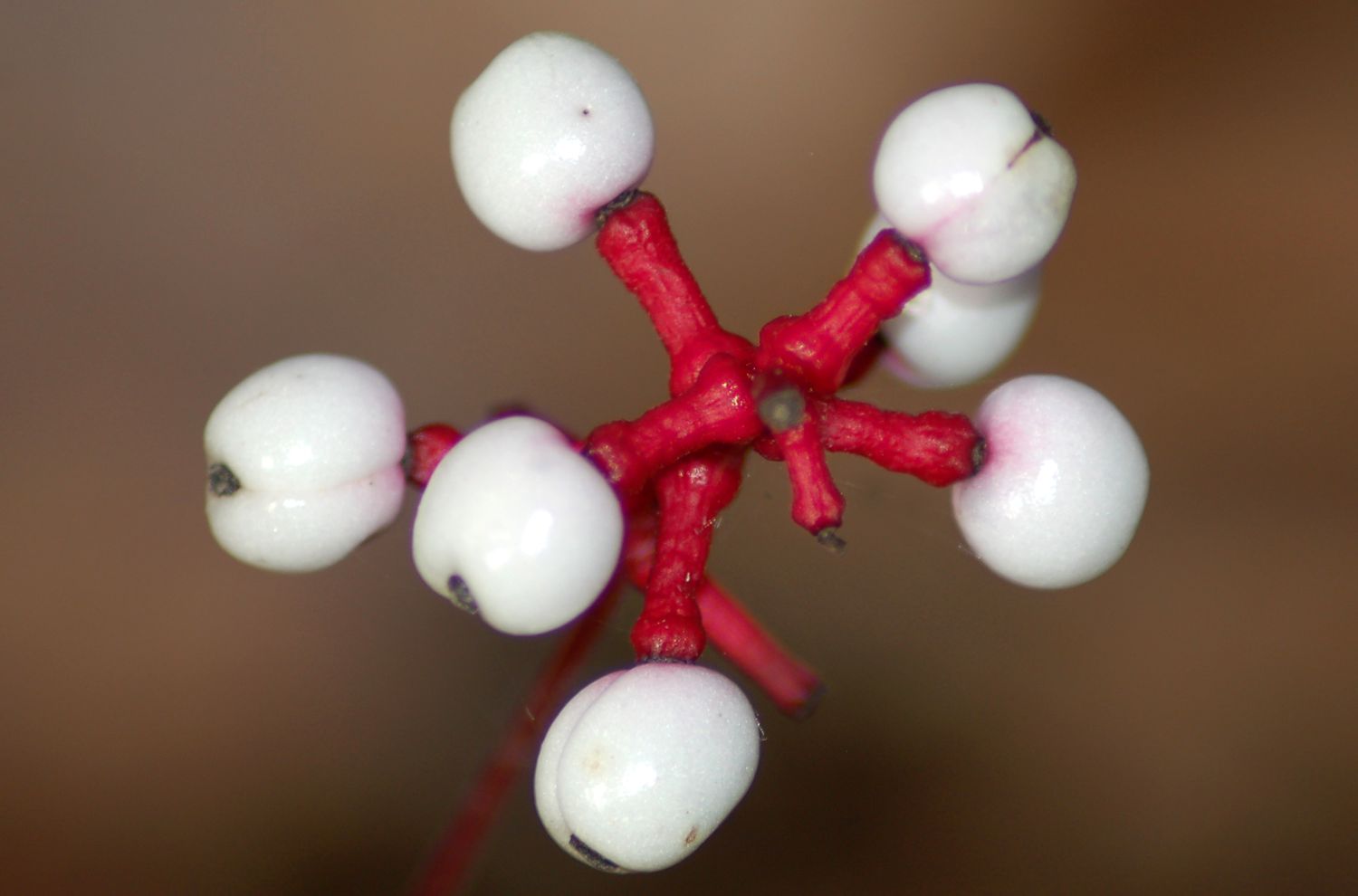 Puppenaugen (weiße Baneberry)