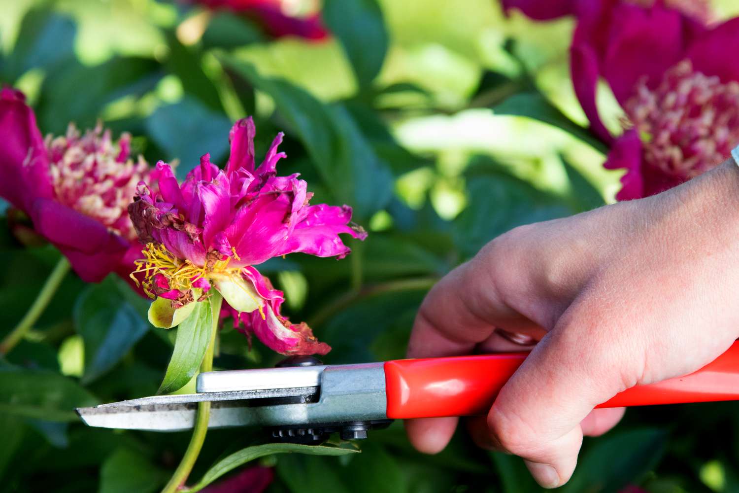 Verwelkende rosa Pfingstrose, die mit einer Handschere abgeschnitten wird 