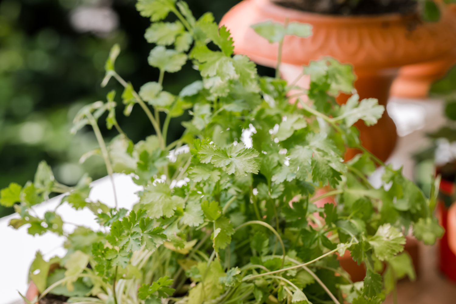 Cómo cultivar cilantro