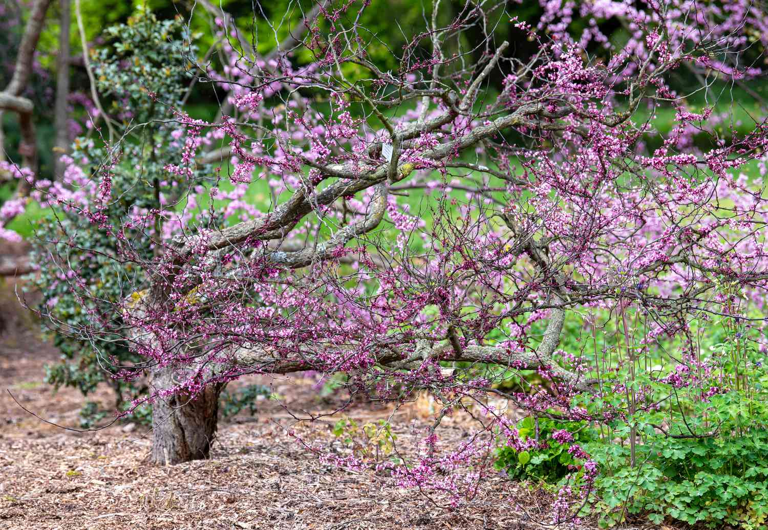 Pensée forestière Redbud tree with long twisted branches and tiny pink flowers