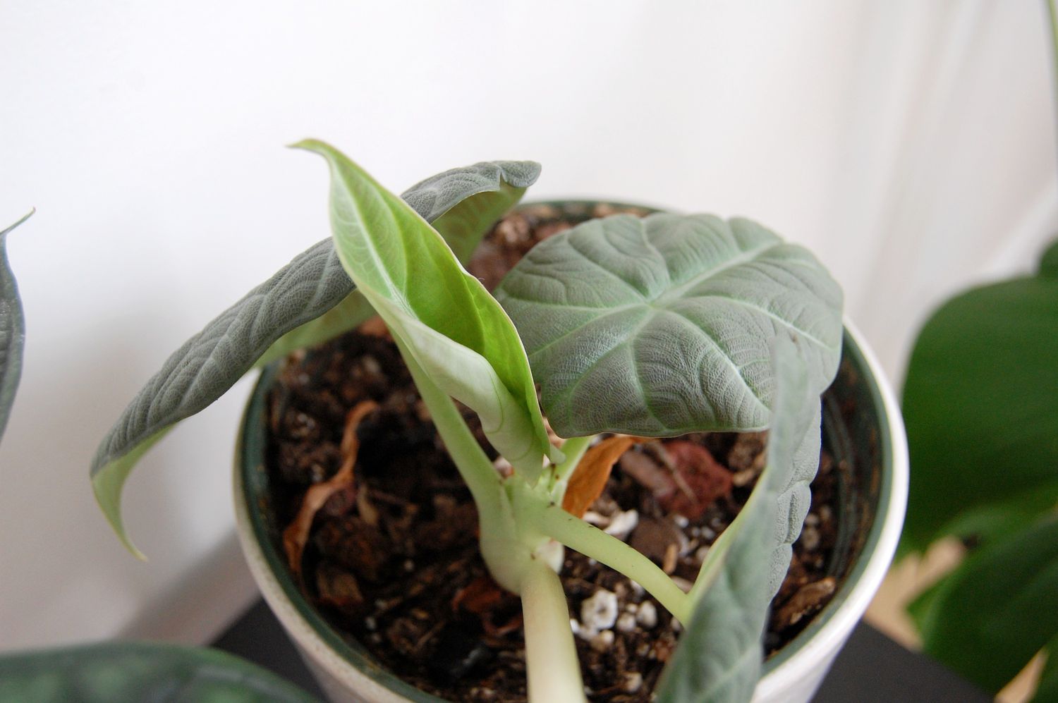 Alocasia maharani em um vaso branco, fotografada de cima, com uma nova folha verde crescendo no centro.