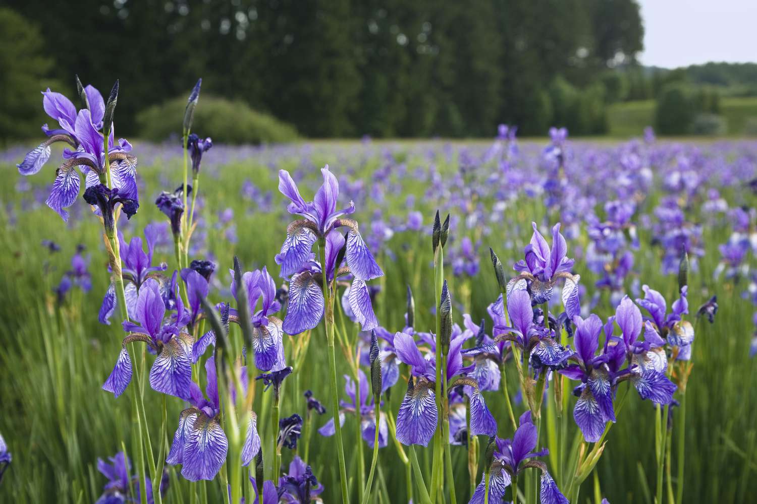 Ein Feld mit sibirischer Schwertlilie