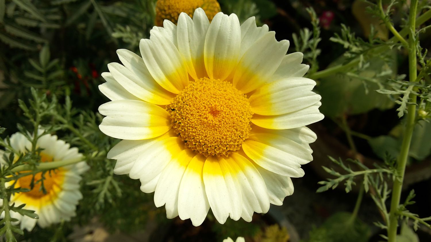 Chrysanthème en guirlande (Chrysanthemum coronarium) 