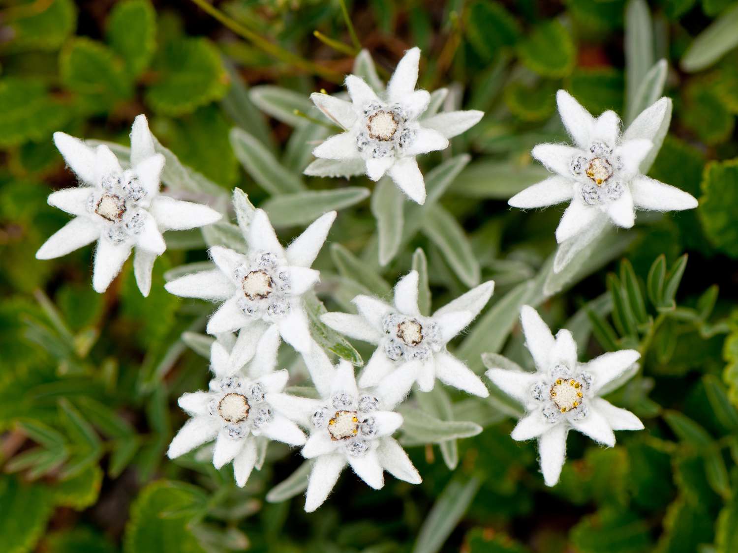 Edelweißblüten (Leontopodium alpinum) in Blüte