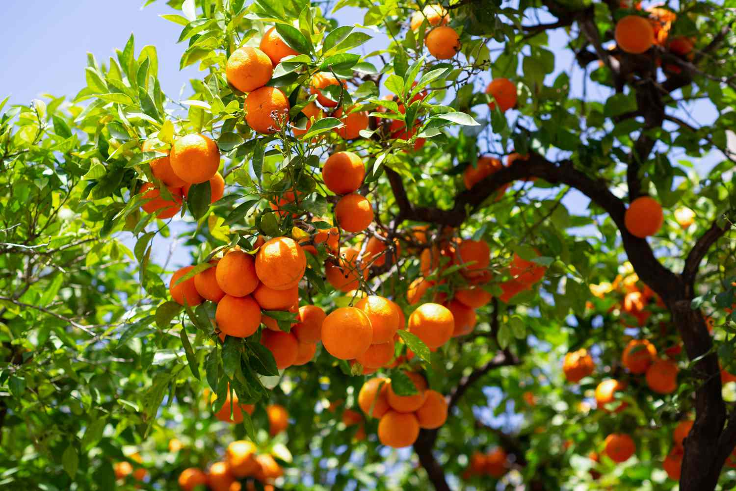 Anbau und Pflege eines Satsuma-Orangenbaums