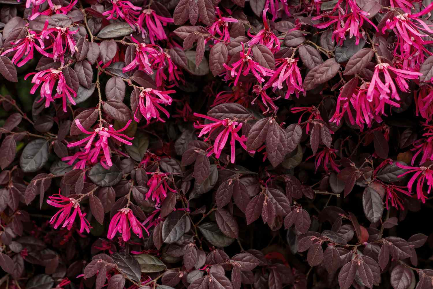 Loropetalum chinense 