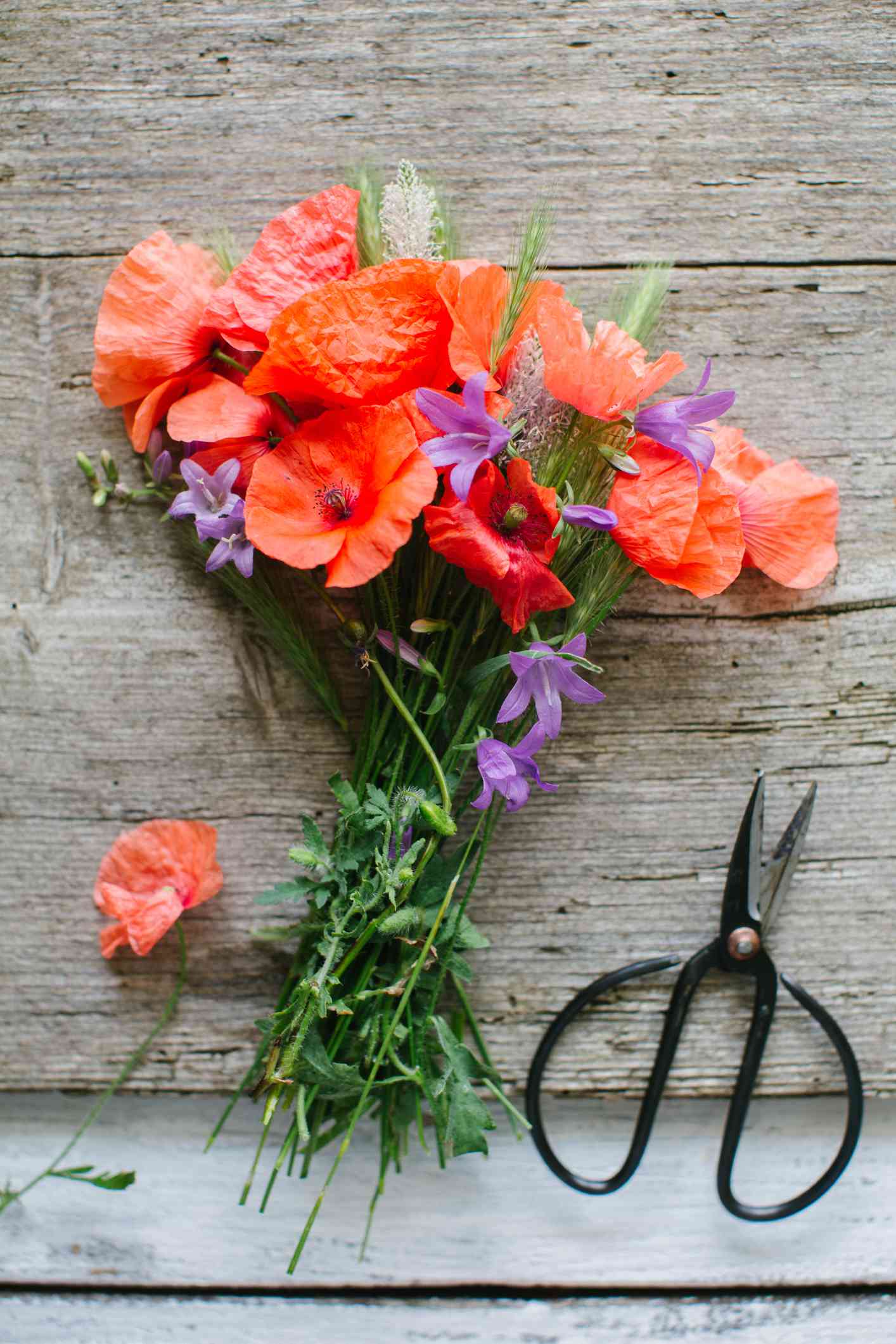 Schnittblumen auf Holztisch mit Schere