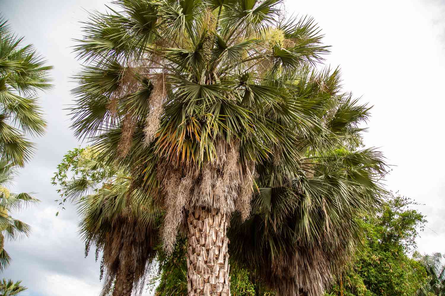 Comment cultiver et entretenir les palmiers-dattiers