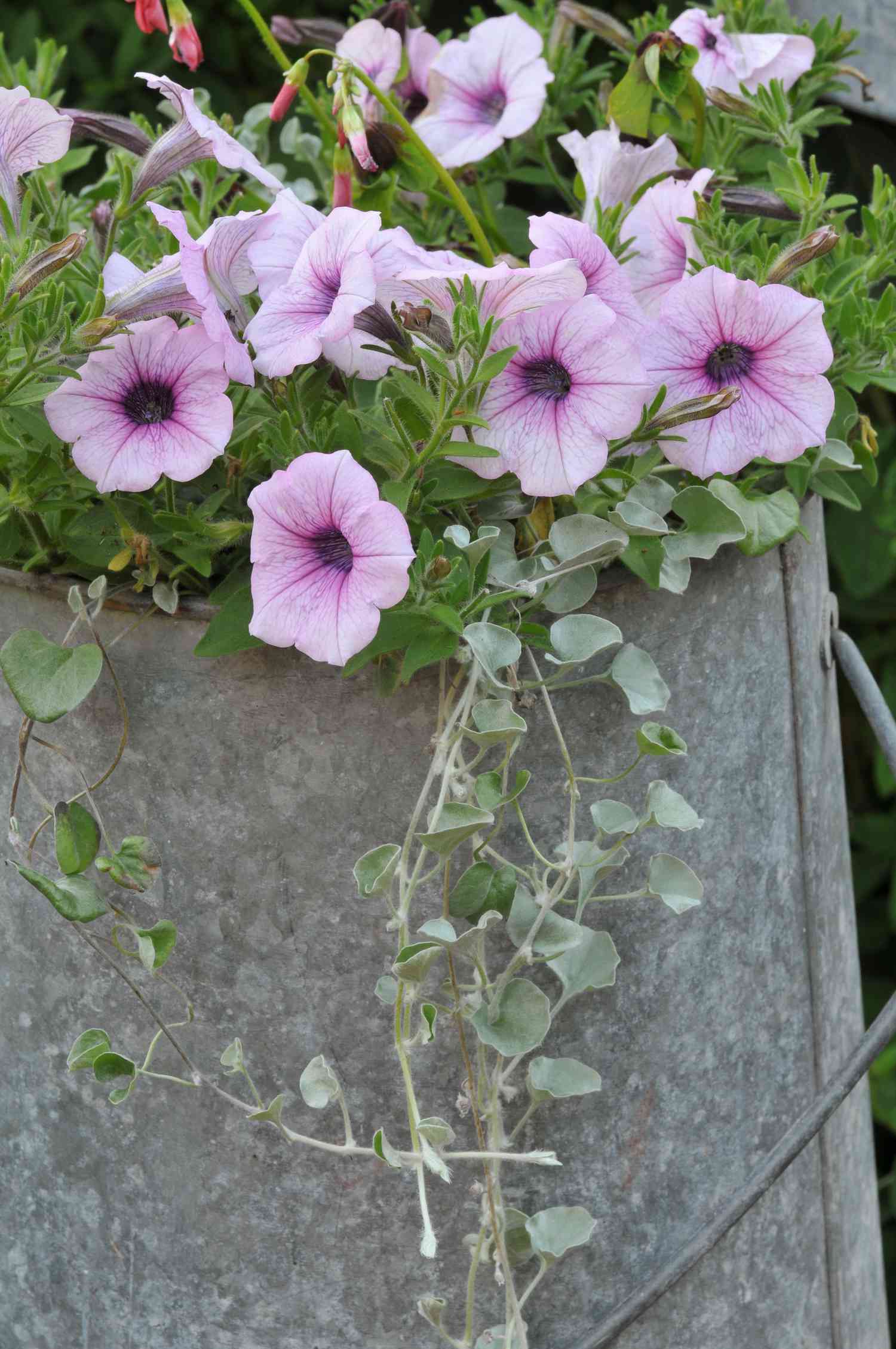 Blühende Multiflora-Petunien mit kaskadenartigen Ranken.