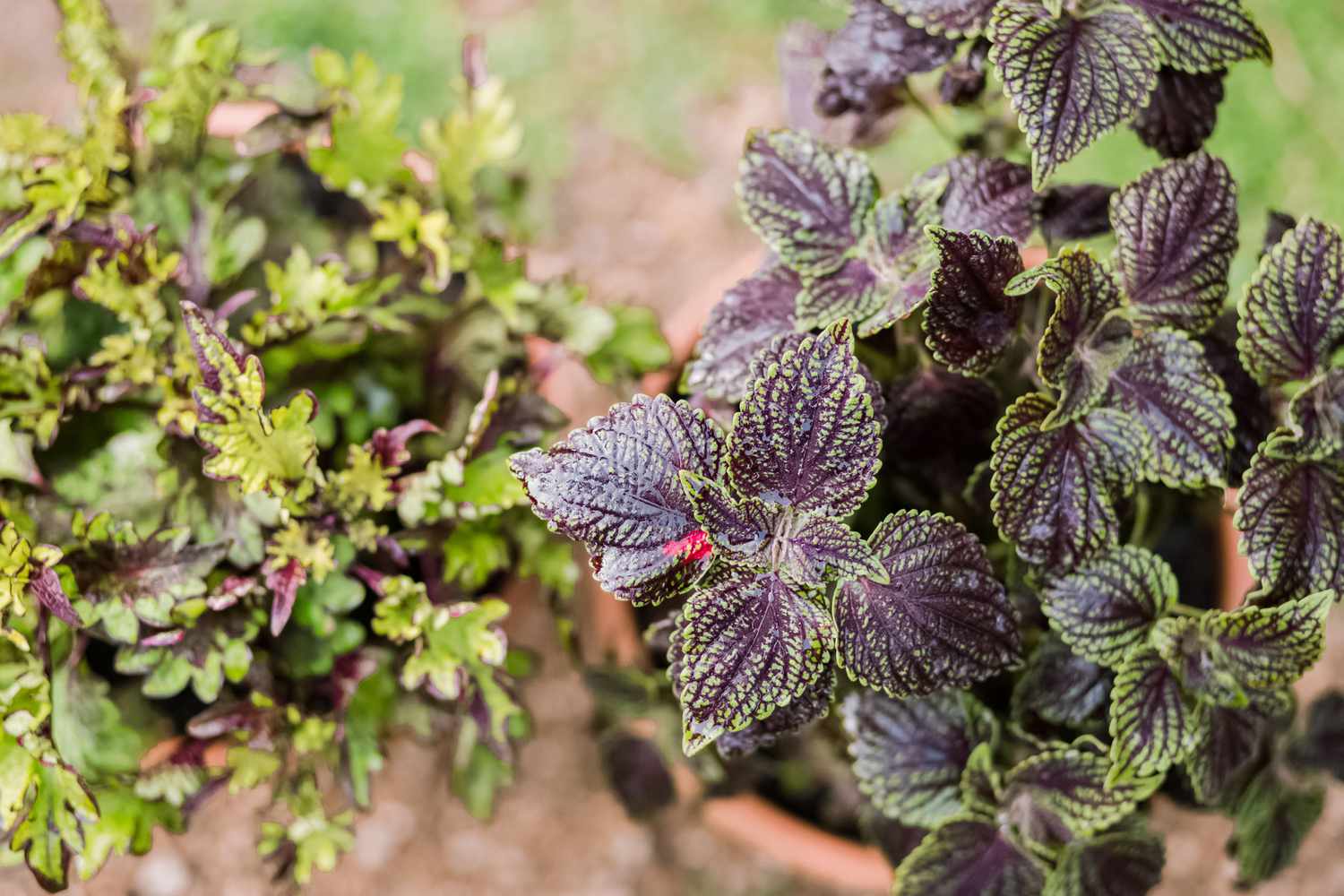 Coleus-Pflanzen mit lila und grünen Blättern, die in Töpfen wachsen