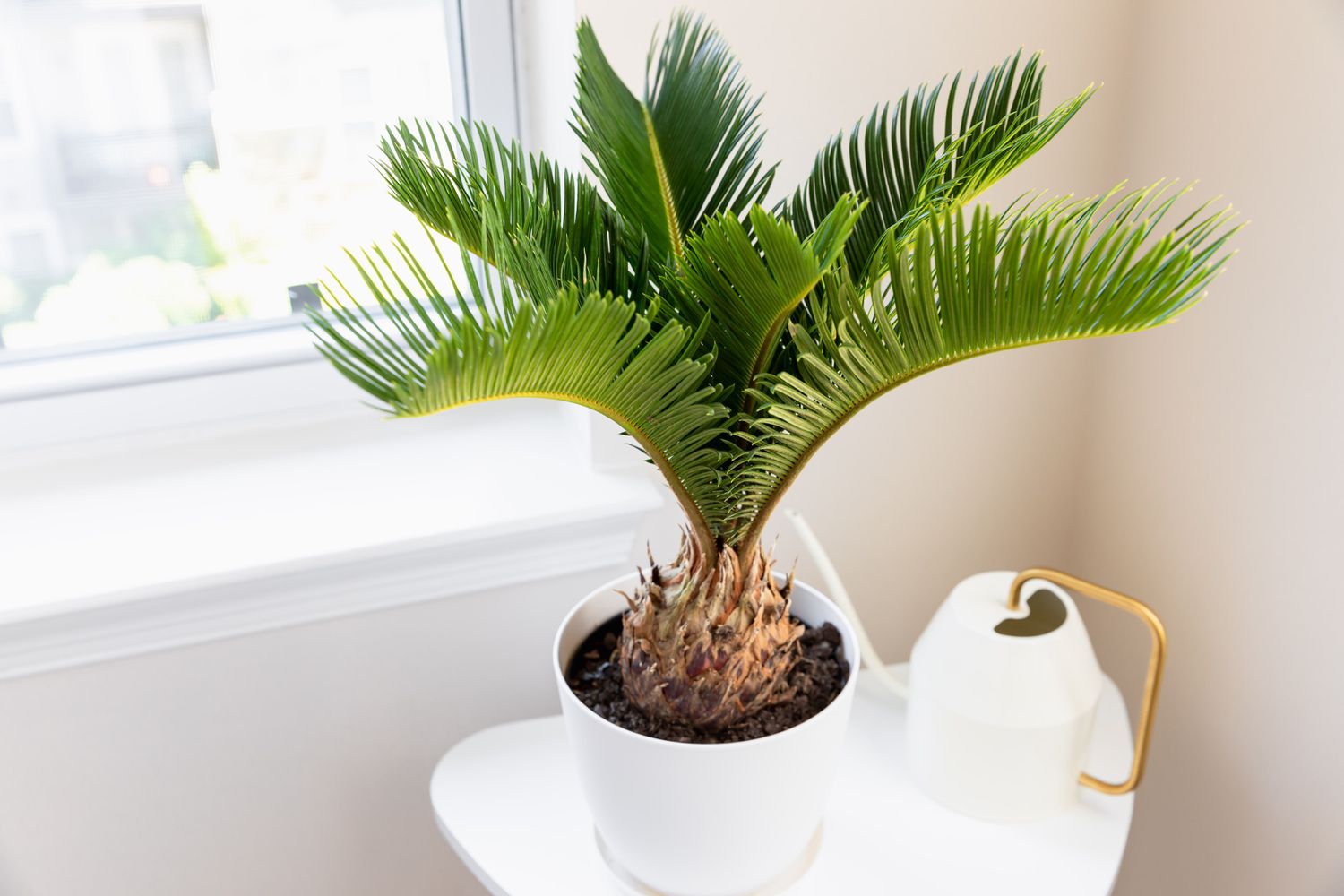 Sago palm in white pot with shaggy pineapple-like trunk and feather-like fronds next to white watering can and window