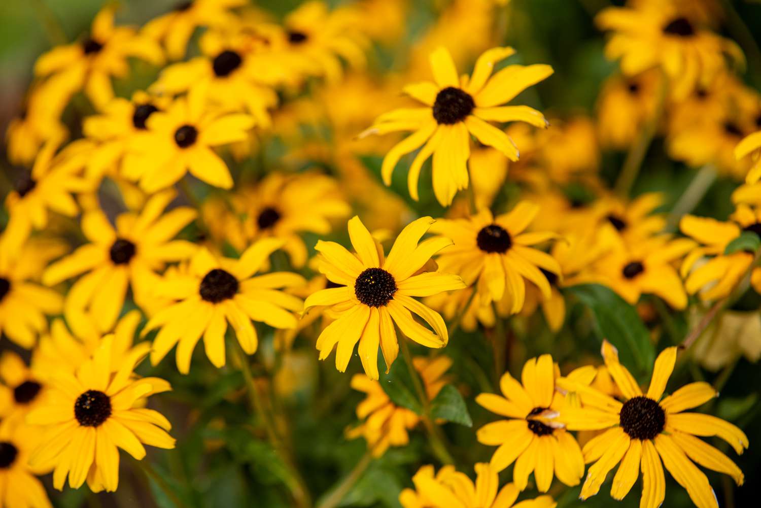 Flores de Susan de olhos pretos com pétalas amarelas radiantes com centros de botões marrons