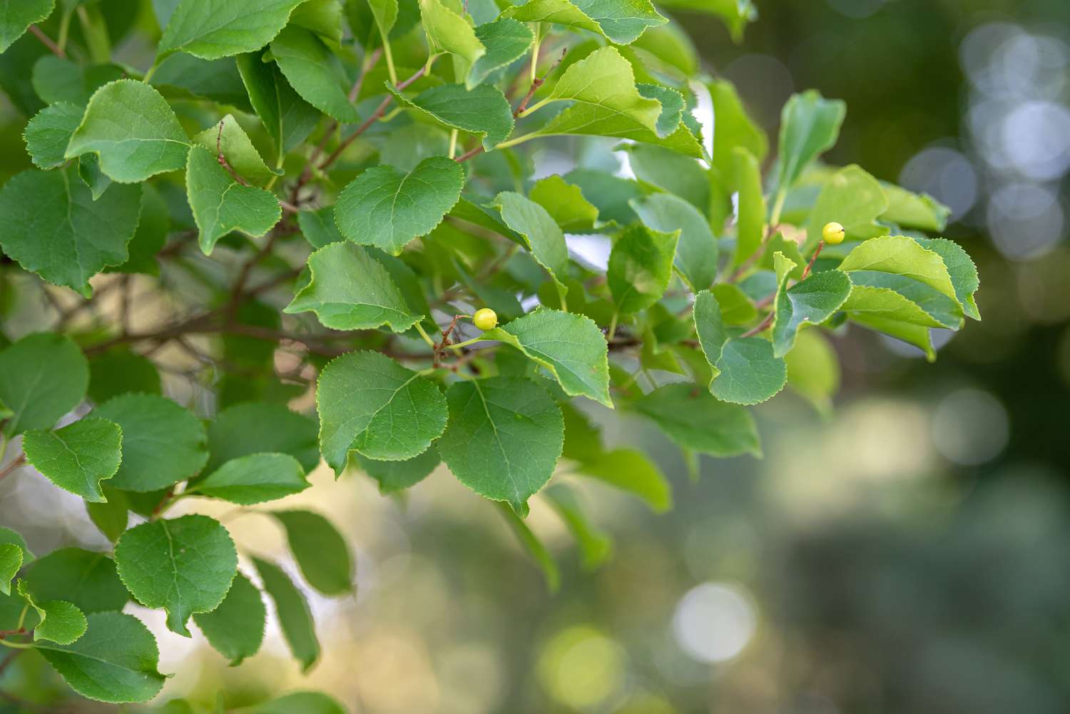 Rameaux de vigne douce-amère orientale avec des feuilles vert clair et de minuscules boutons de fleurs jaunes