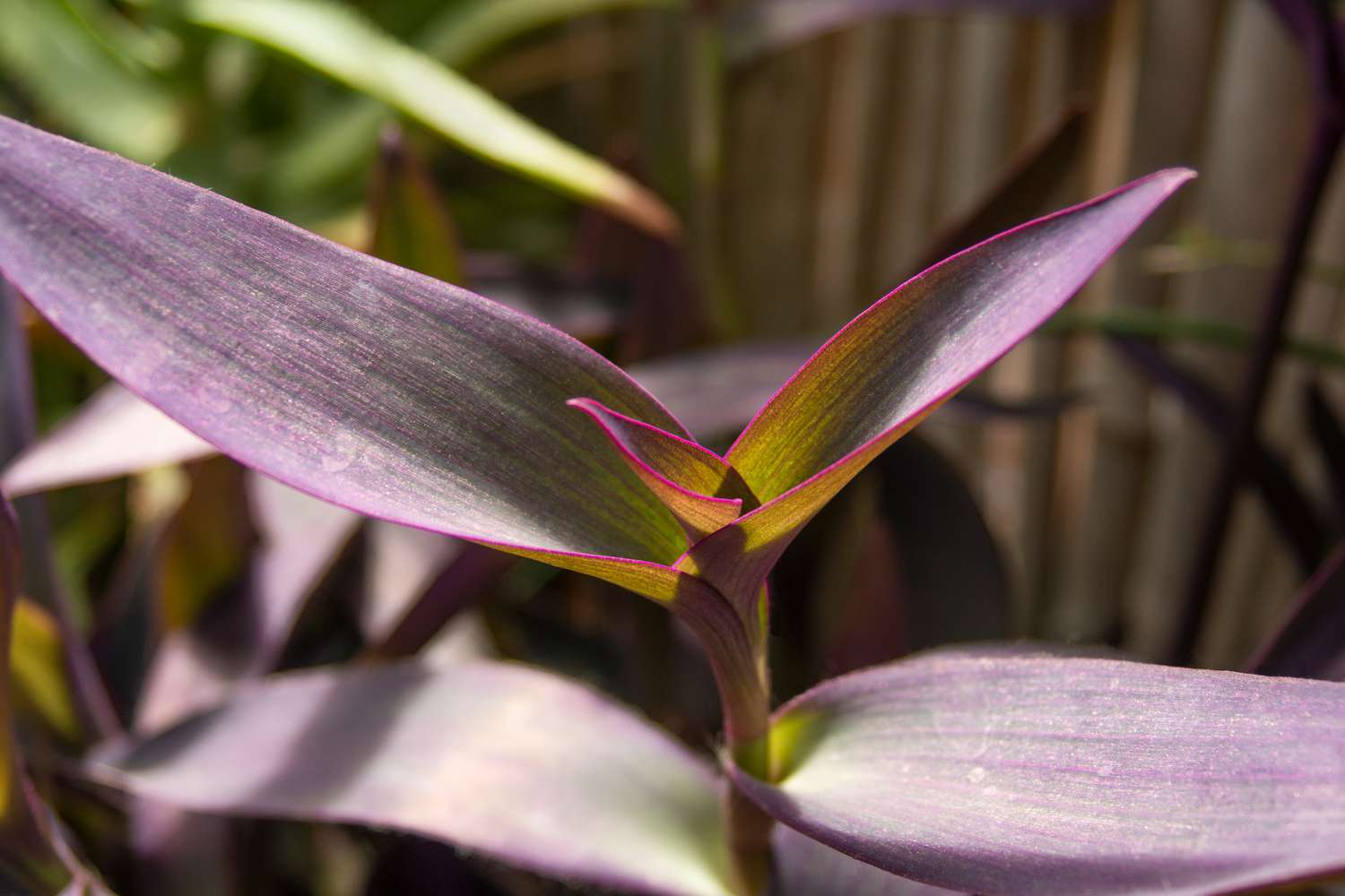 Planta corazón púrpura con hojas púrpura real y nuevo crecimiento primer plano