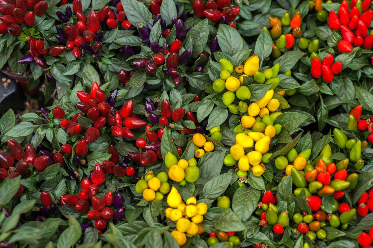 Planta de pimiento ornamental con pequeños racimos de pimientos de color rojo intenso, amarillo y verde 