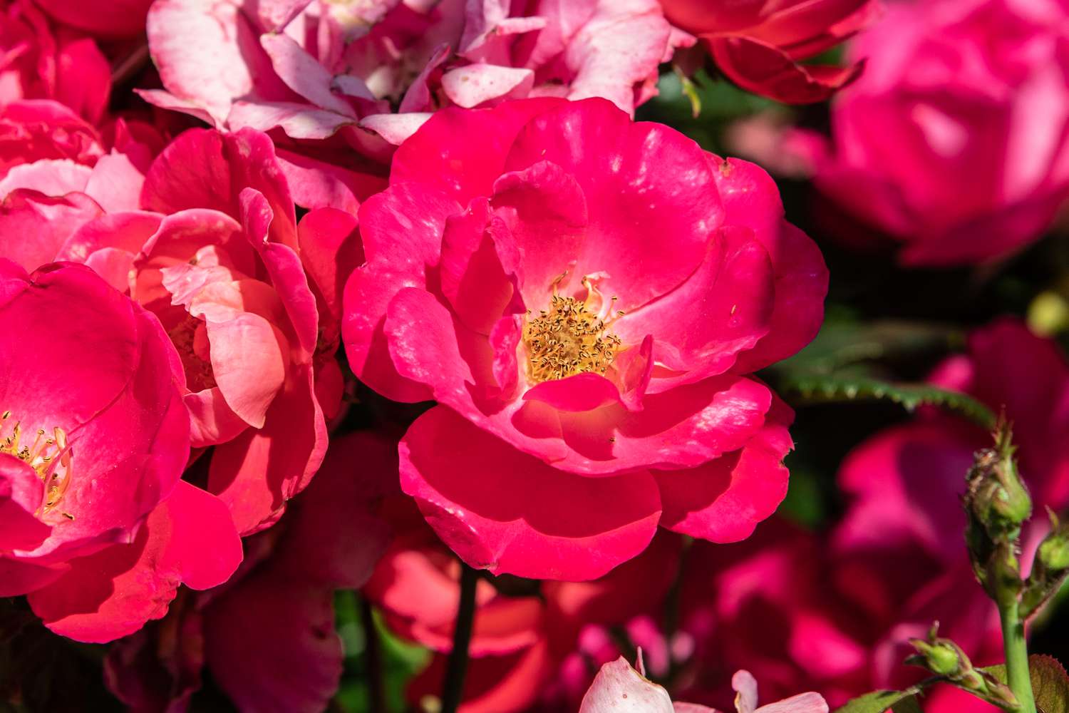 Leuchtend rosa Rose mit gelber Mitte im Sonnenlicht in Nahaufnahme