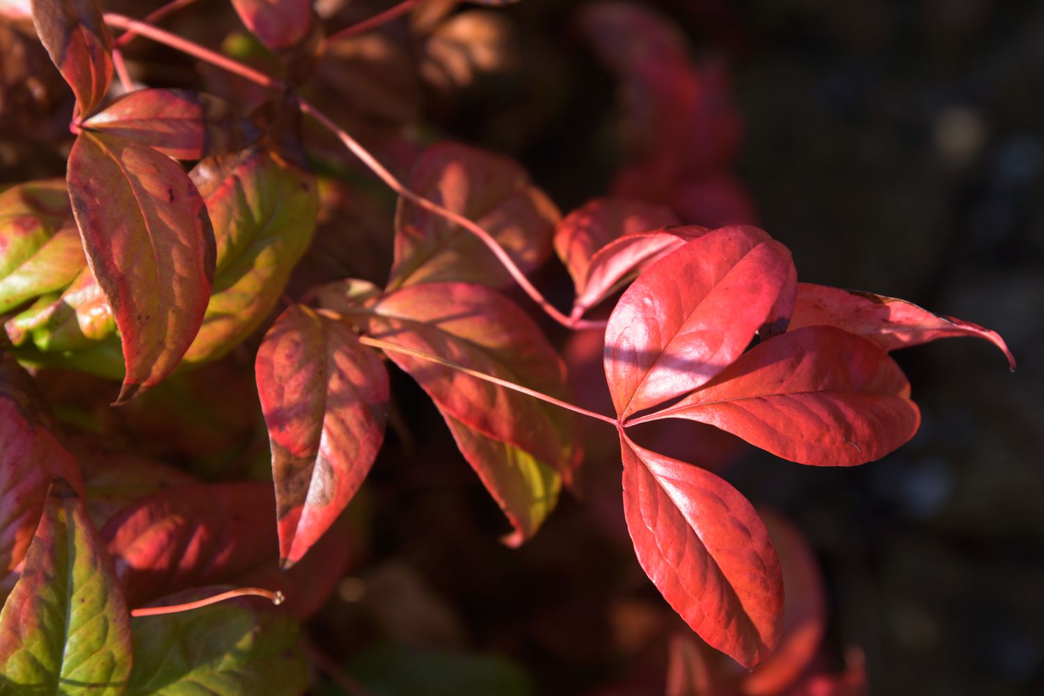 Firepower Nandina mit roten Blättern im Sonnenlicht in Nahaufnahme