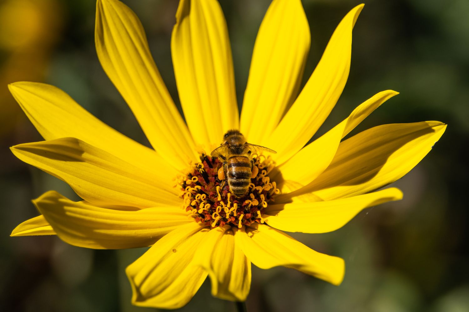 Große Sonnenblume mit Biene in der Mitte 