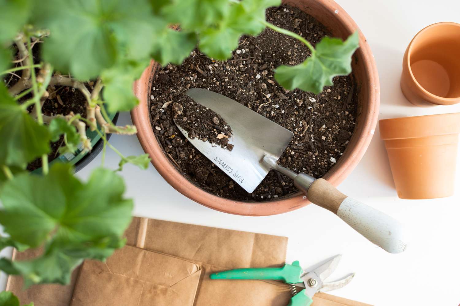 Planta de geranio junto a una gran maceta con tierra y herramientas de jardinería