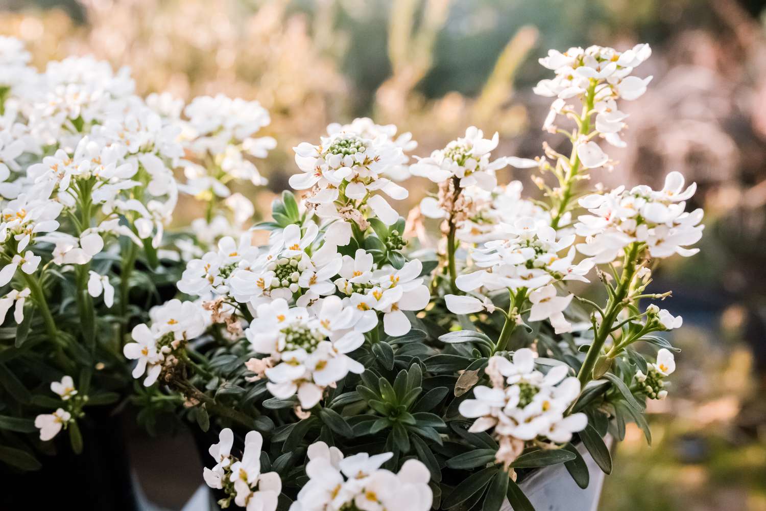 candytuft flowers