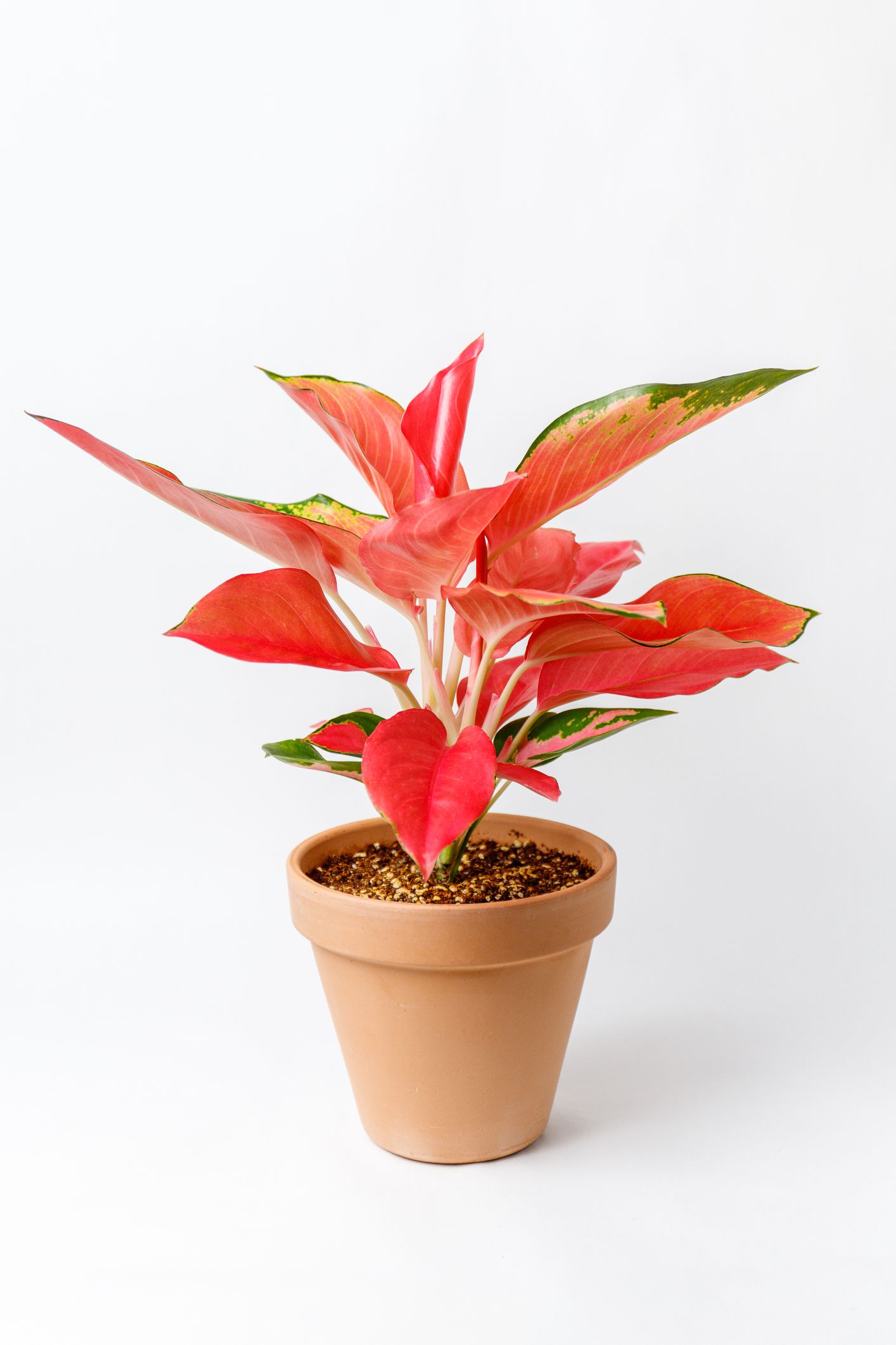 Aglaonema Red star