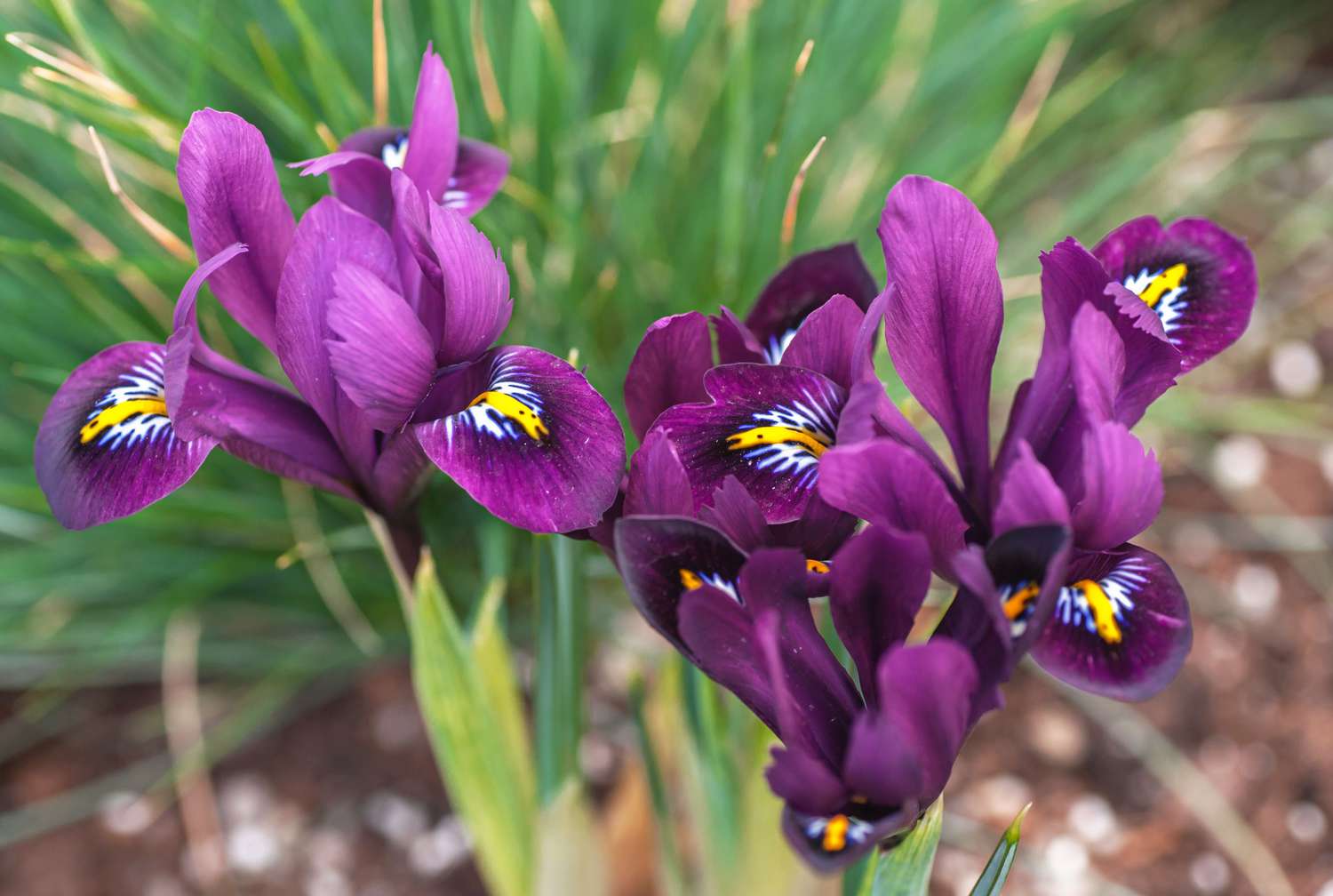 Plante d'iris avec des fleurs pourpre foncé avec des pétales intérieurs jaunes, blancs et noirs