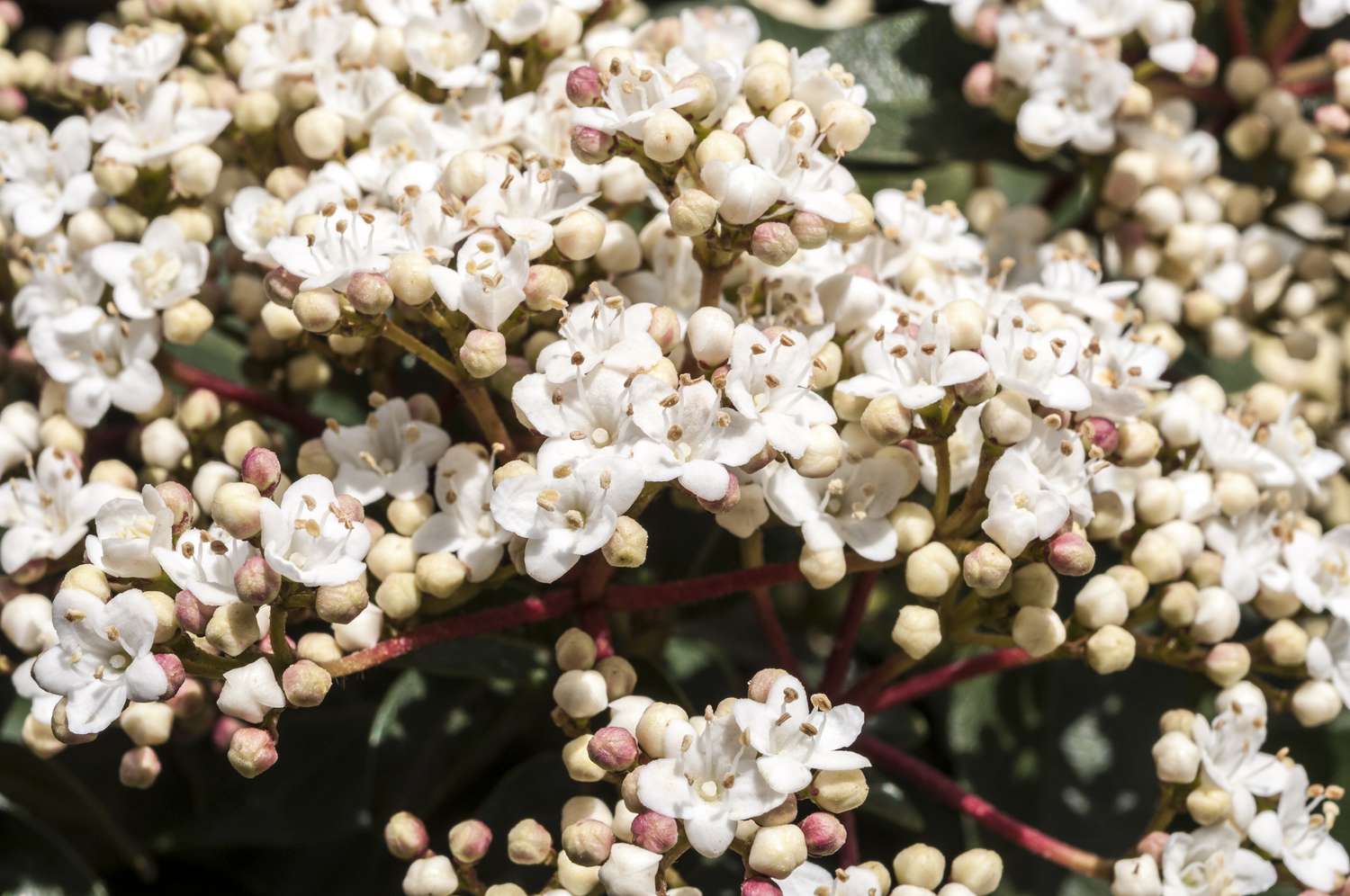 Laurustinus viburnum