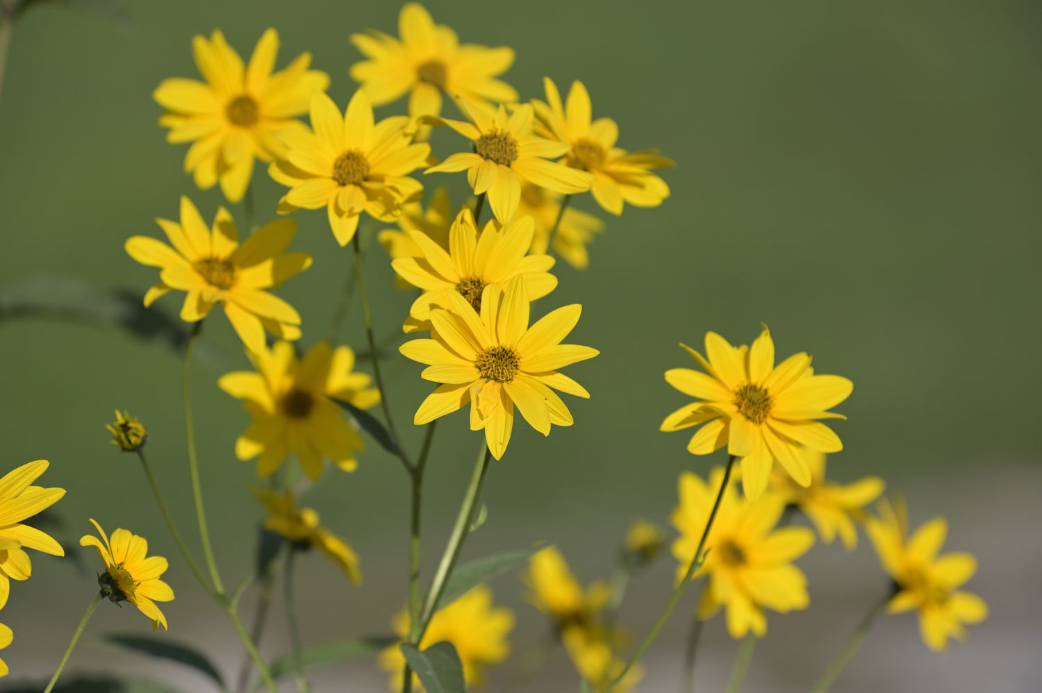 bright yellow flower with golden yellow centers against green outdoor background