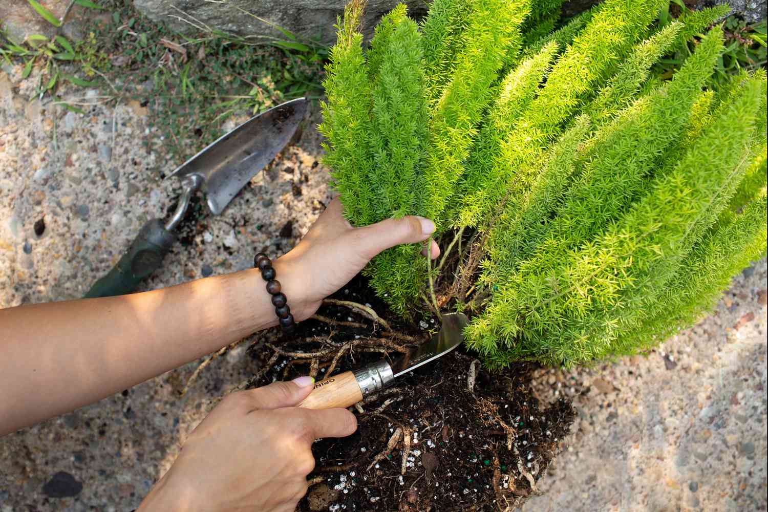 Planta de samambaia rabo-de-raposa sendo dividida com faca e pá para propagação