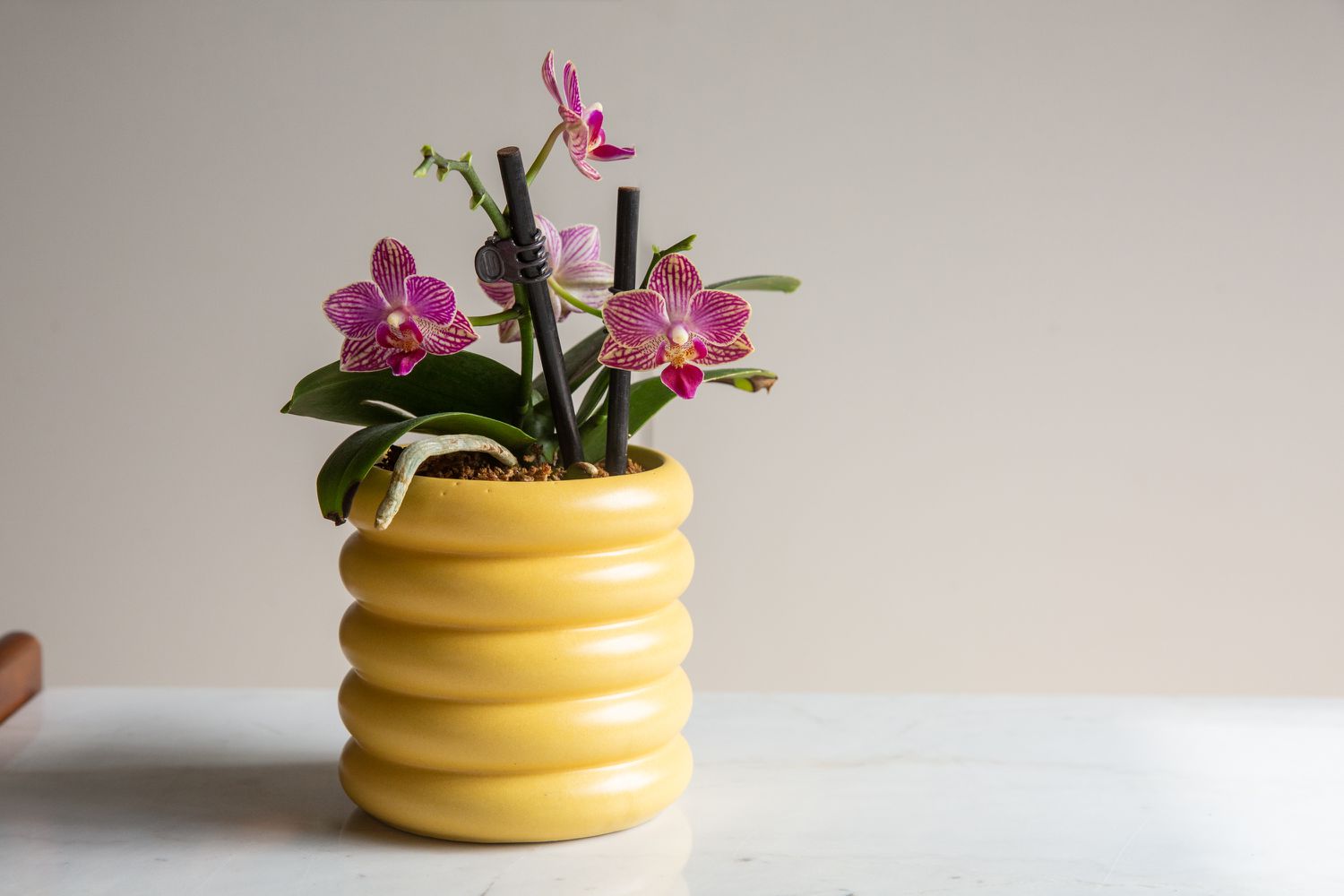 Pequeña orquídea plantada en jardinera amarilla con pequeñas flores rosas