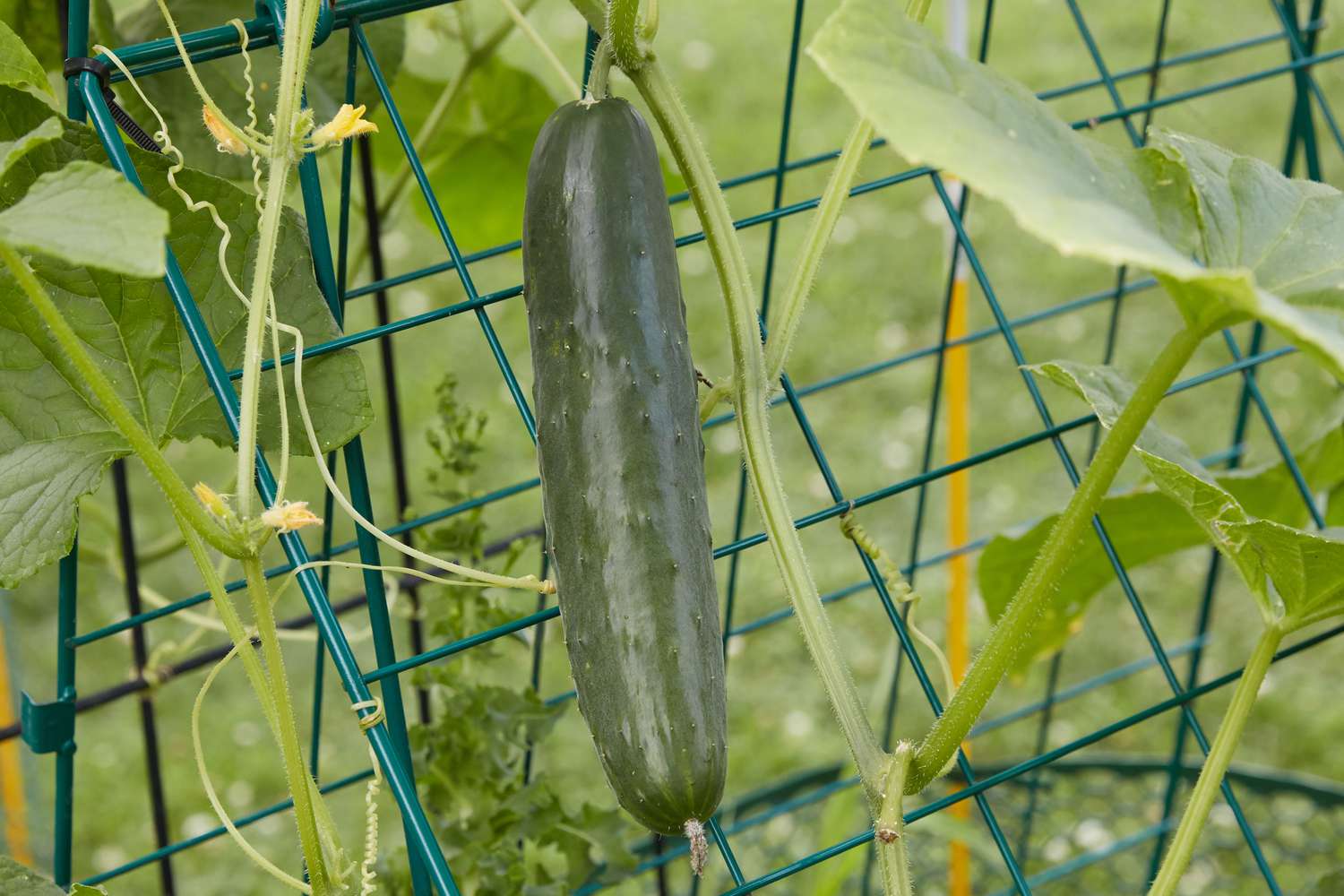 pepino pronto para a colheita