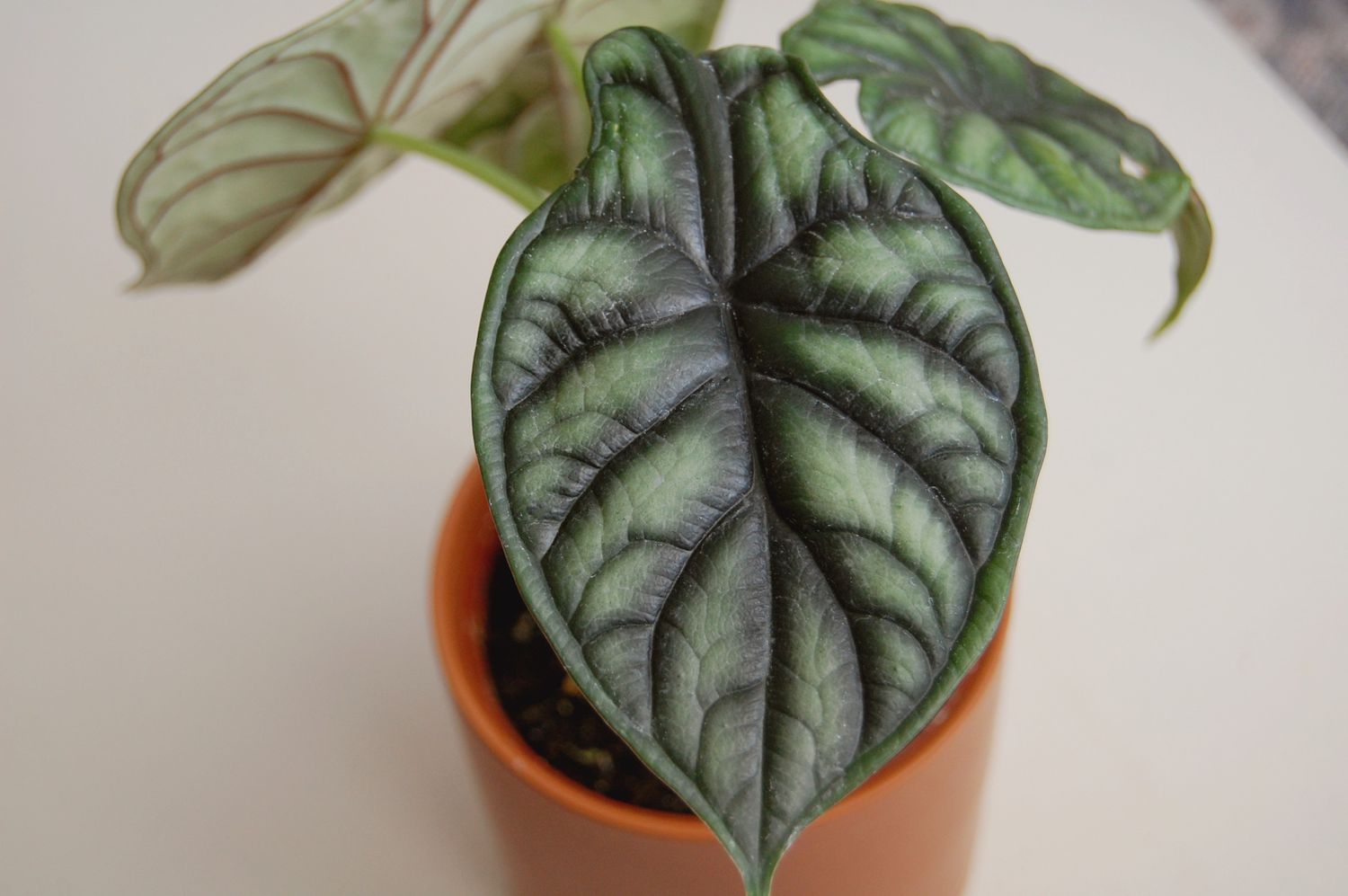 Nahaufnahme eines Alocasia-Drachenschuppenblattes in einem Terrakotta-Topf.